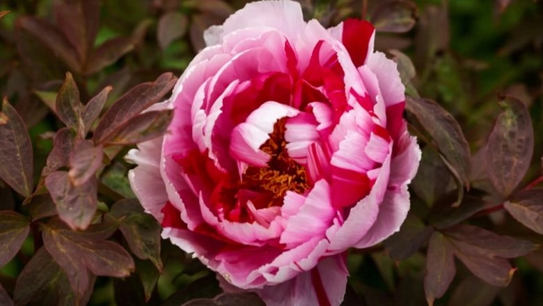 Episode 35 Spring: Grand Country Garden & Urban Design