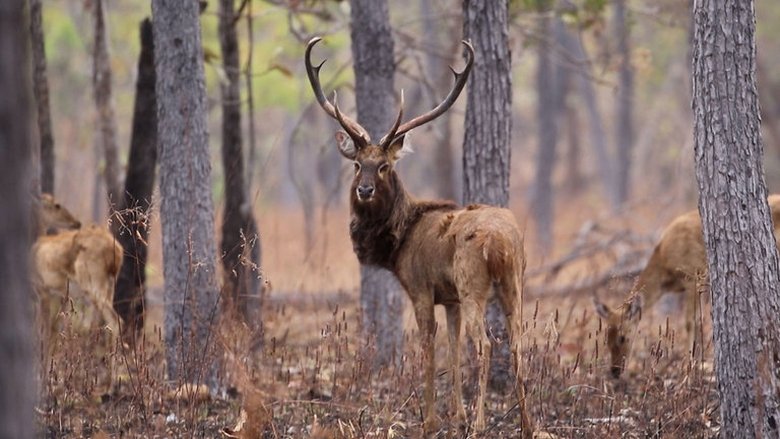 Protecting Endangered Deer: Laos