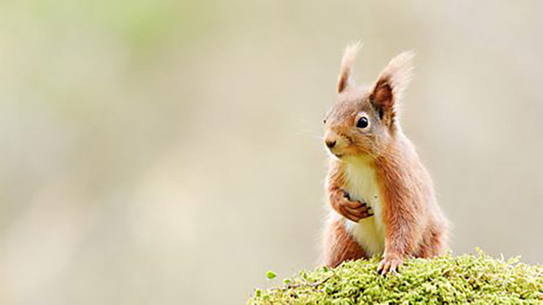 Scotland: The New Wild backdrop 8