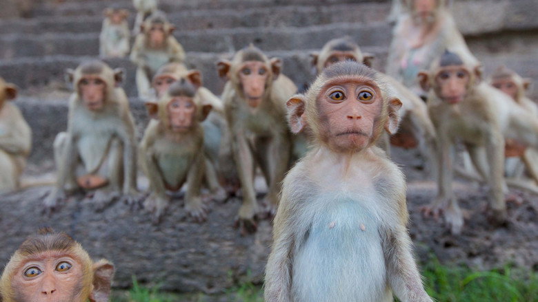 Monkey Planet backdrop 5
