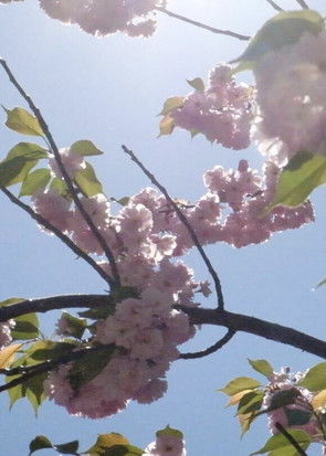 As Far As Our Eyes Can See