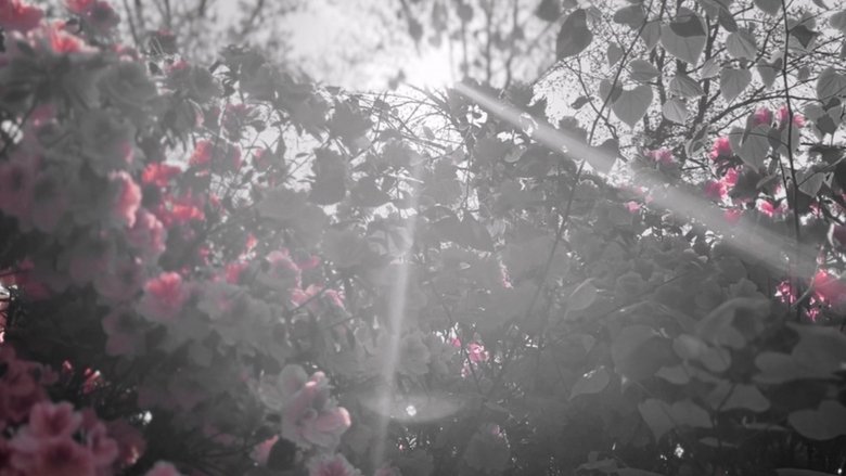 PETAL