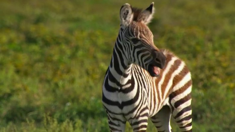 If I Were a Zebra