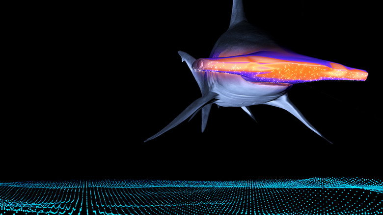 Mega Hammerhead backdrop 5