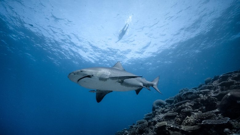 Man of the Ocean