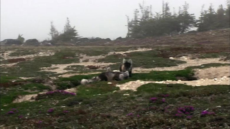 If I Were an Arctic Fox