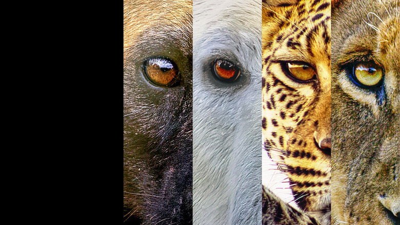 Predators backdrop 7