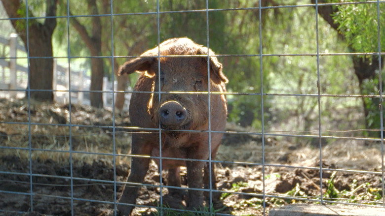 The Biggest Little Farm backdrop 7