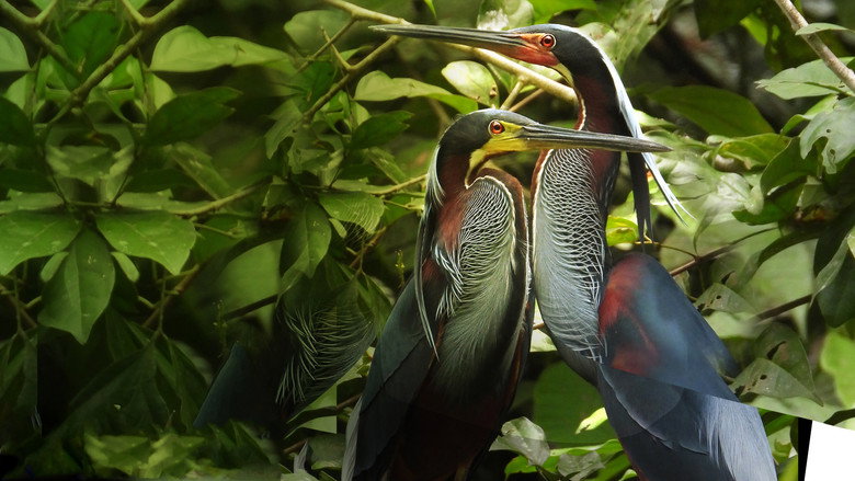 Wild Central America backdrop 4
