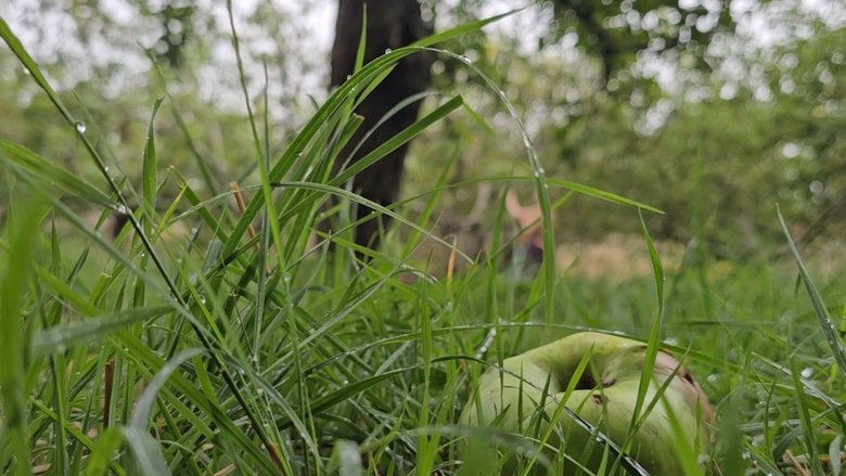 Apple Woods