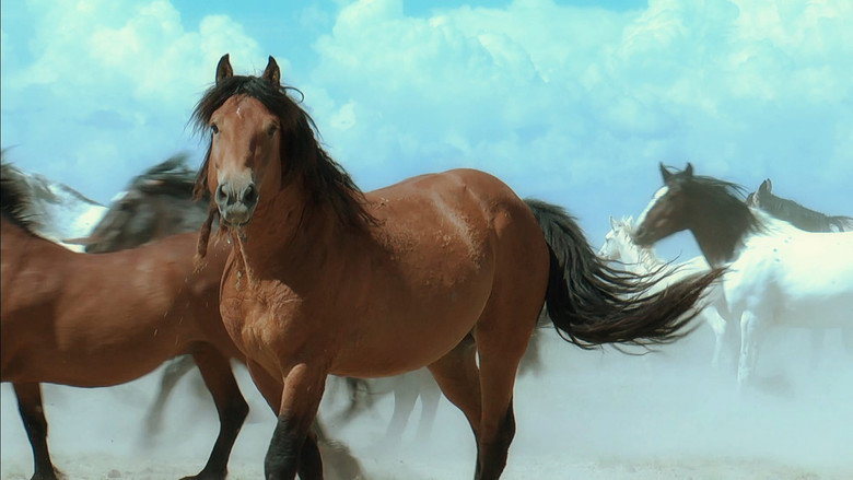 American Mustang backdrop 2