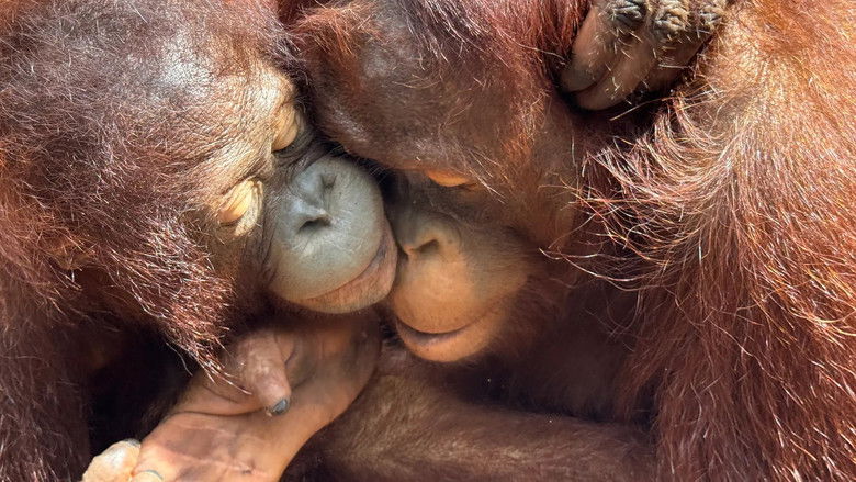 Borneo, the Orangutan's School