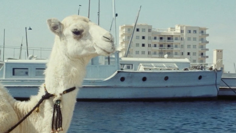 Zaa, the Little White Camel backdrop 3