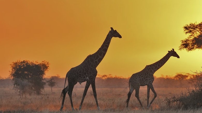 Serengeti - Expeditionen ins Tierreich