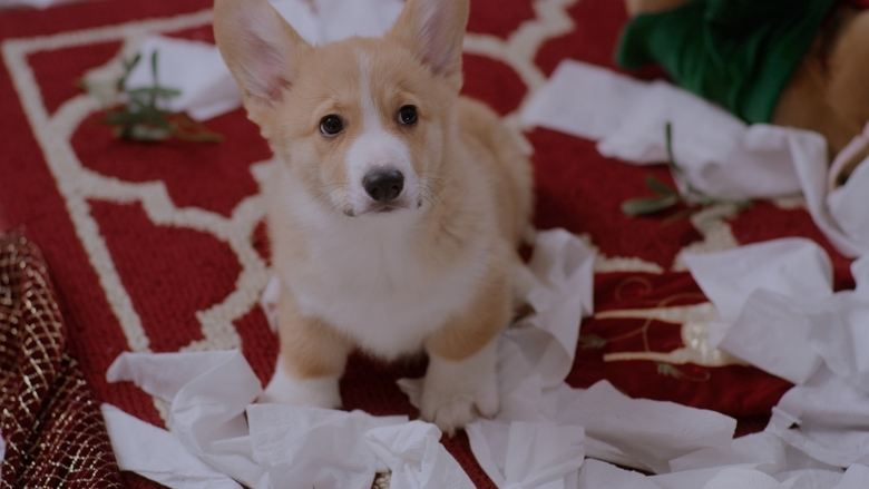 A Very Corgi Christmas線上电影看完整版