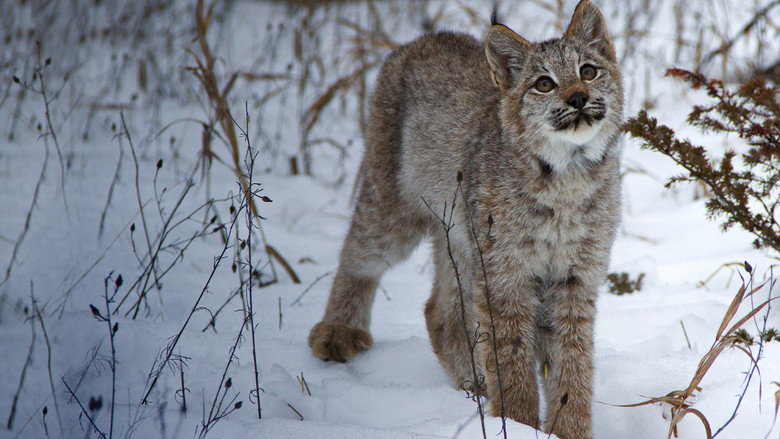 Big Cats: An Amazing Animal Family backdrop 6