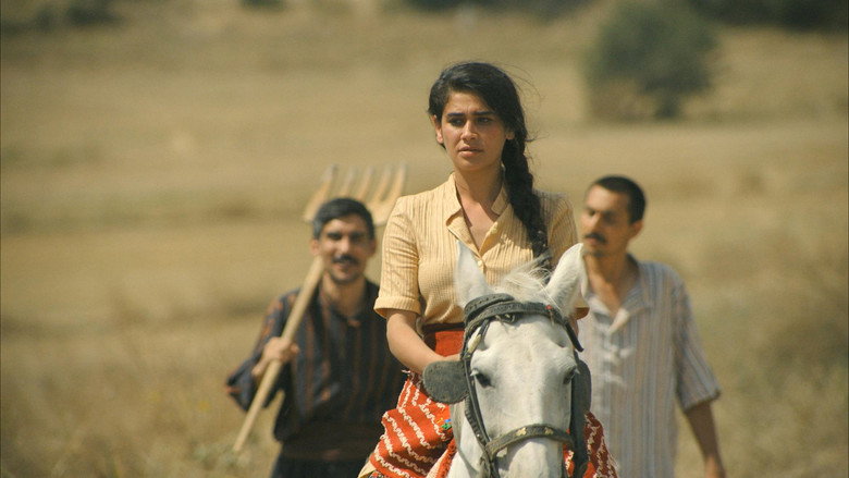 Aşık backdrop 2