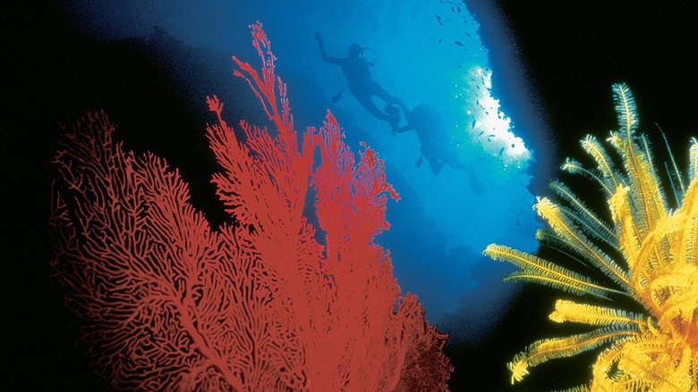 The Living Sea backdrop 2