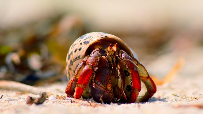 Still image for Tiny World season 1 episode 3: Island