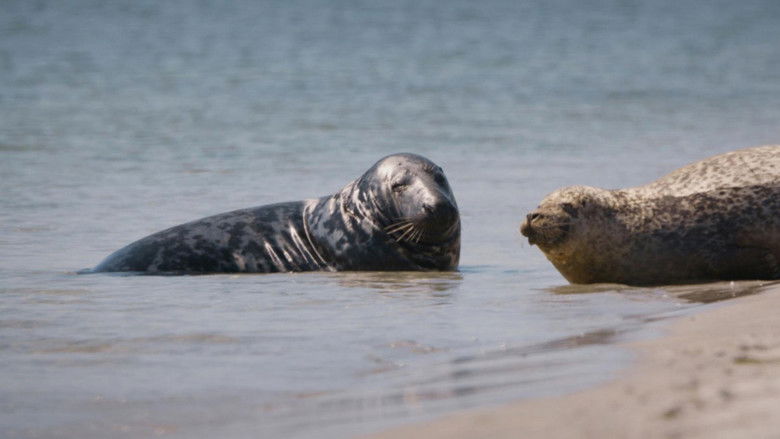 Still image for Wildnis Europa season 1 episode 2: Episode 2