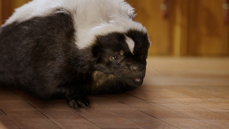 Still image for Pup Academy season 1 episode 16: Skunked!