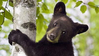 Still image for All About Animals season 1 episode 13: Episode 13