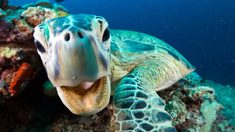 Still from Blue Planet II - Season 1 Episode 3