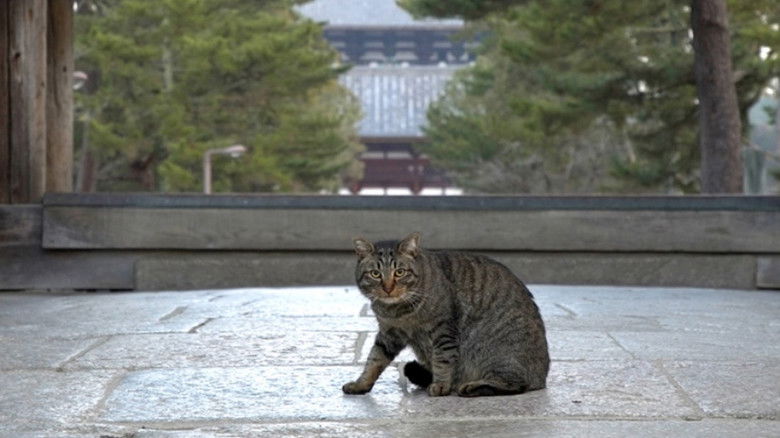 Still image for Mitsuaki Iwago's World “Cats” Travelogue season 1 episode 112: Nara Still image for Mitsuaki Iwago's World “Cats” Travelogue season 1 episode 112: Nara