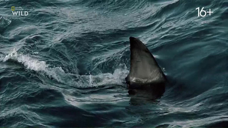 Still image for When Sharks Attack... and Why season 1 episode 3: Treasure Coast Terror Still image for When Sharks Attack... and Why season 1 episode 3: Treasure Coast Terror