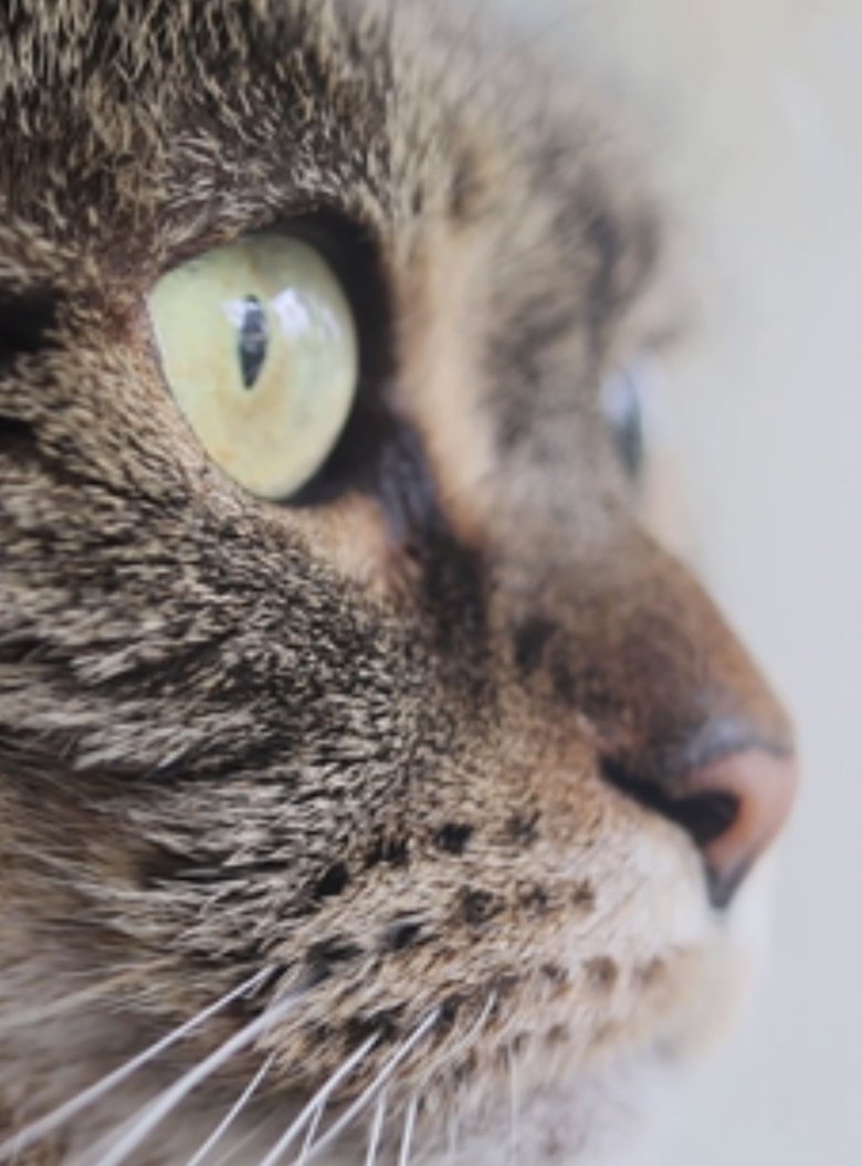 Cat main poster