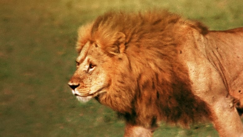 Az afrikai oroszlán movie poster
