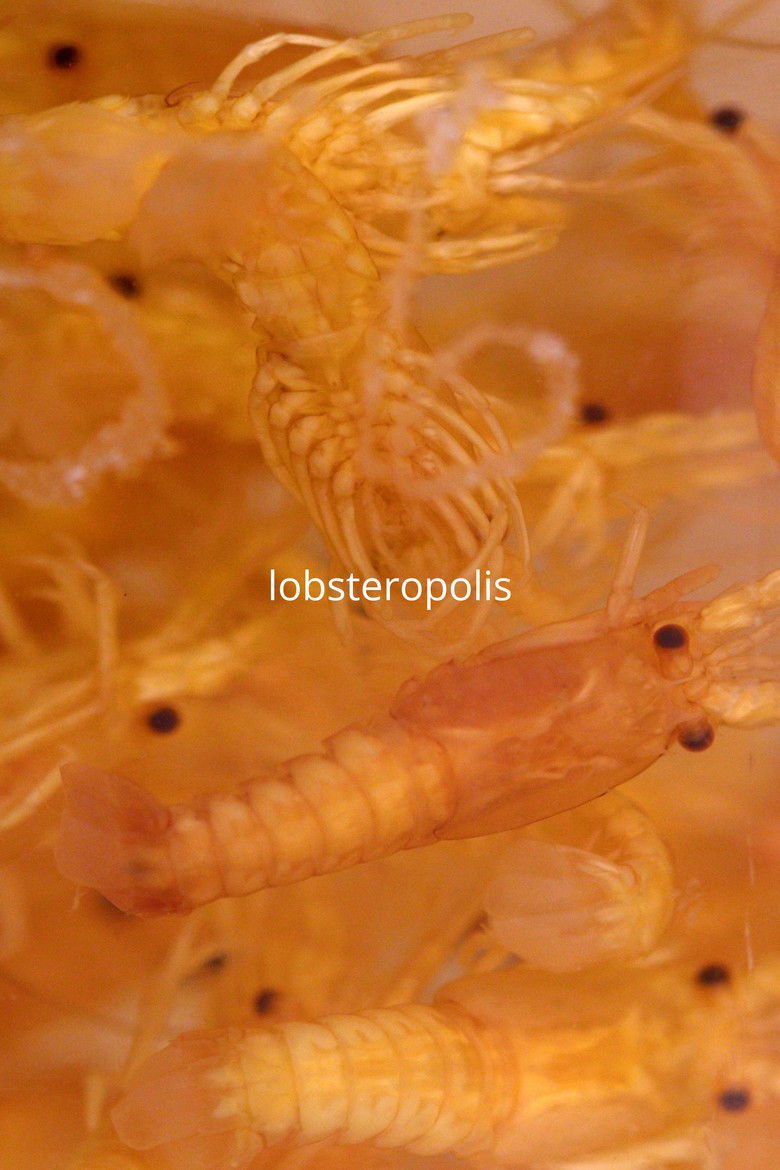 Imatge de Lobsteropolis