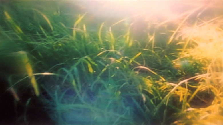 Film backdrop