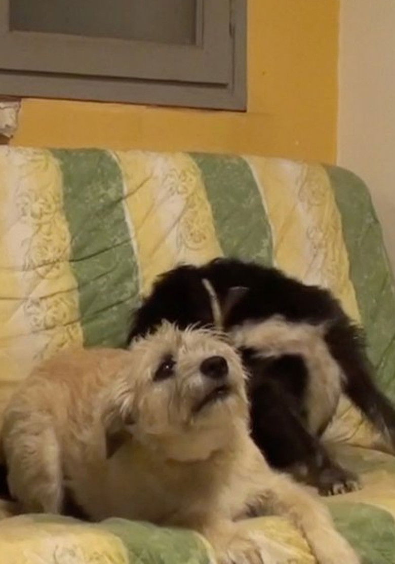 Imatge de Qué será del verano