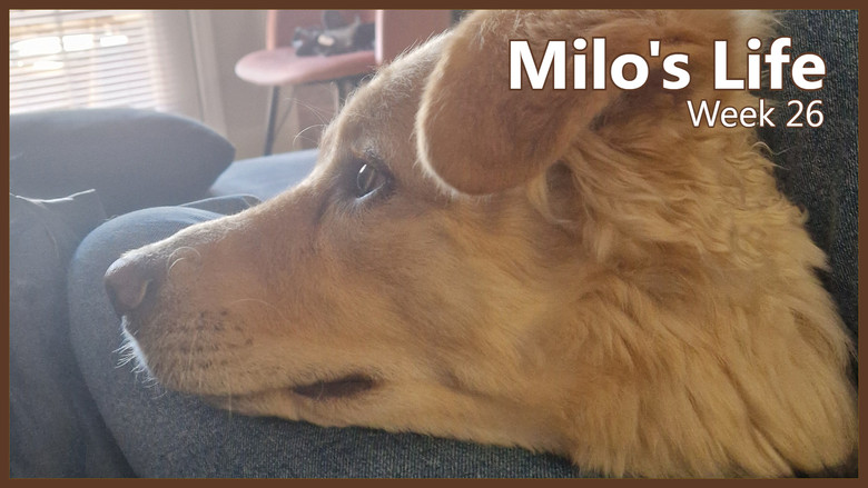 Still image for Milo's Life season 1 episode 26: More sunny days | Week 26 Still image for Milo's Life season 1 episode 26: More sunny days | Week 26