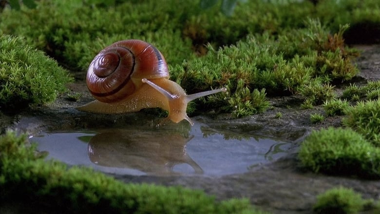 Microcosmos - Fantástica Aventura da Natureza filme completo dublado
download conectadas [4k] 1996