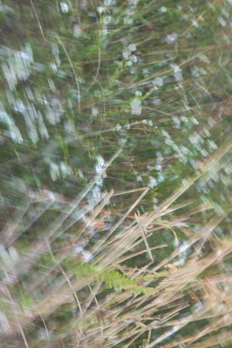 Imatge de Weeds and Wildflowers