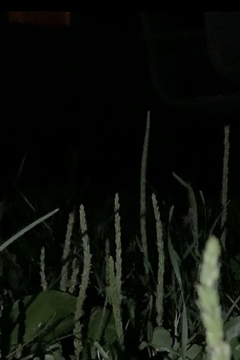 Imatge de local discomfort