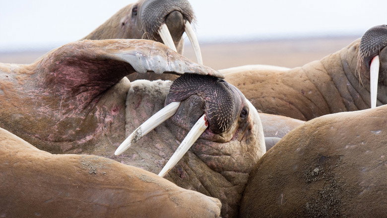 Still from Frozen Planet II - Season 1 Episode 2