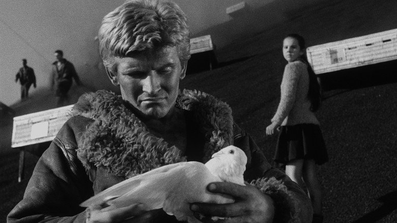 The White Dove