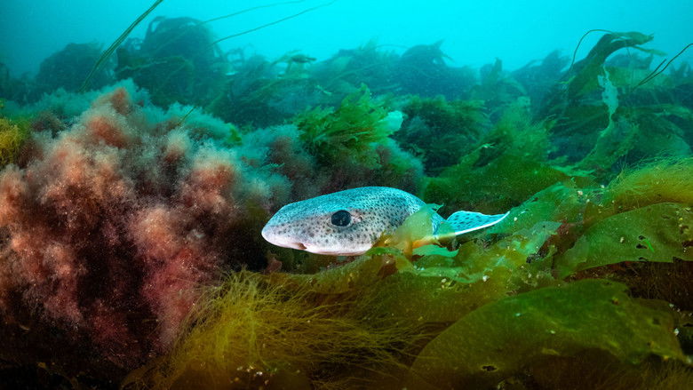 Still image for North See - Nature Untamed season 1 episode 3: Reefs Still image for North See - Nature Untamed season 1 episode 3: Reefs