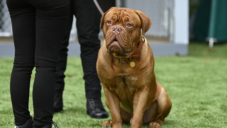 Still from Turner & Hooch - Season 1 Episode 1