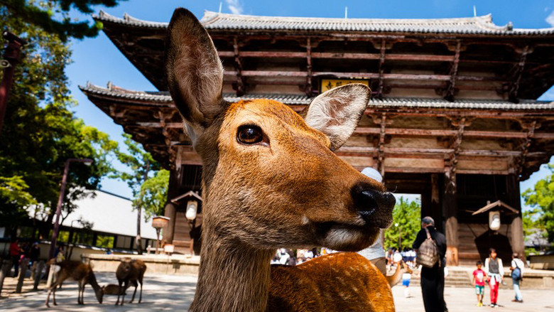 Still image for Japan: Earth's Enchanted Islands season 1 episode 1: Honshu