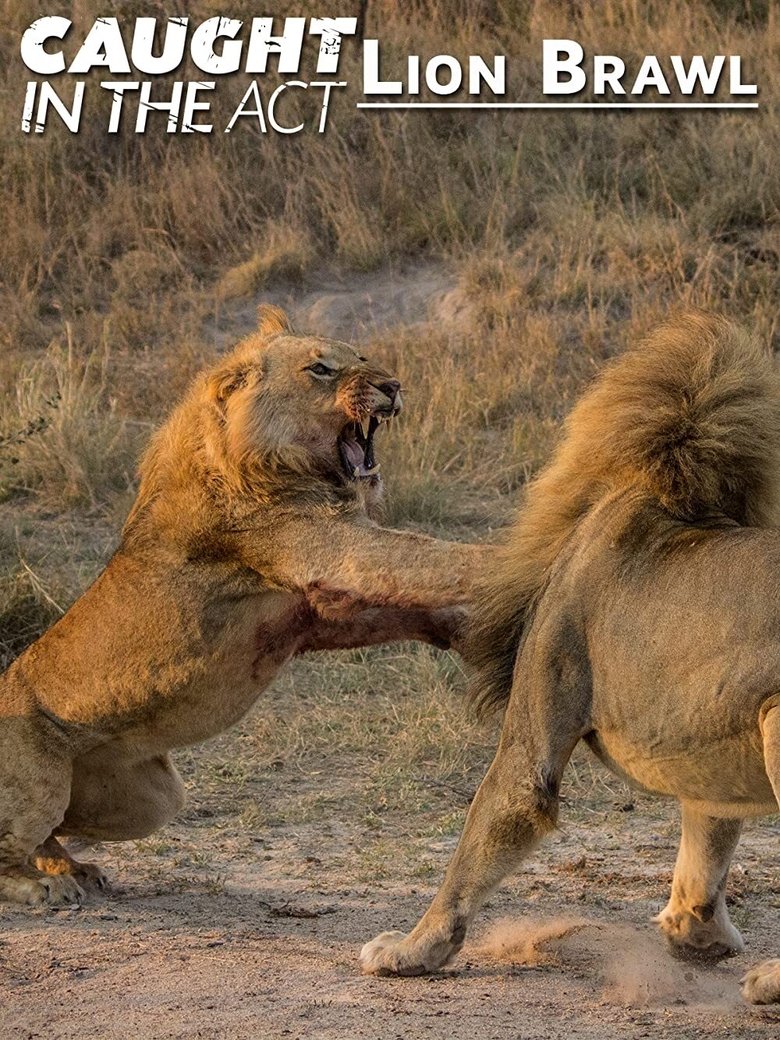 Caught in the Act: Lion Brawl main poster