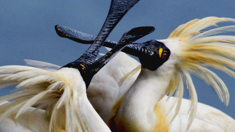 Image d'arrière-plan 2 du film 守護黑面琵鷺