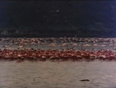 Still image for Jason King season 1 episode 11: Flamingoes Only Fly on Tuesdays Still image for Jason King season 1 episode 11: Flamingoes Only Fly on Tuesdays