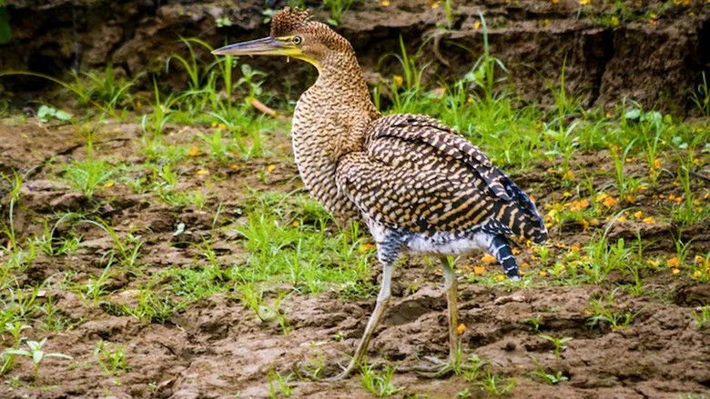 Still image for Jonahs dyreverden season 1 episode 5: Episode 5