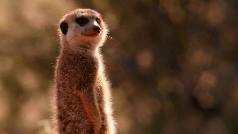 Still image for If I Were an Animal season 1 episode 24: If I Were a Meerkat Still image for If I Were an Animal season 1 episode 24: If I Were a Meerkat