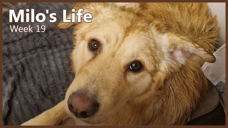 Still image for Milo's Life season 1 episode 19: Finally Some Alone Time | Week 19 Still image for Milo's Life season 1 episode 19: Finally Some Alone Time | Week 19