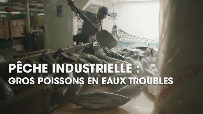 Pêche industrielle : gros poissons en eaux troubles görsel 2